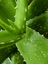 Aloe vera