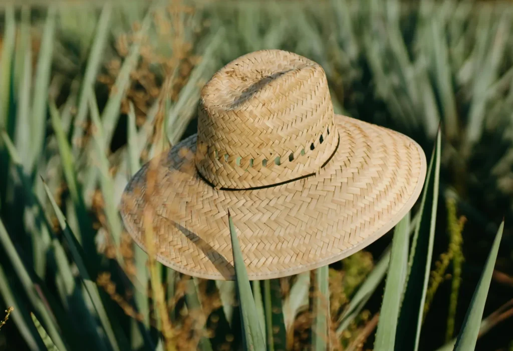 Champs d'aloe vera avec un chapeau