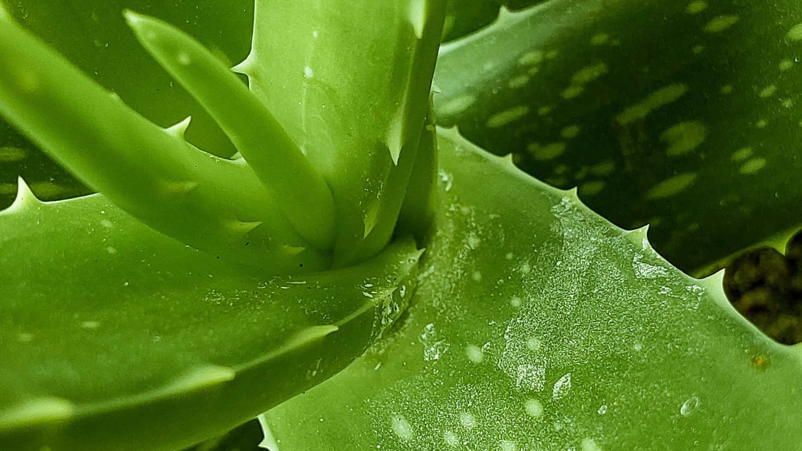 Aloe vera
